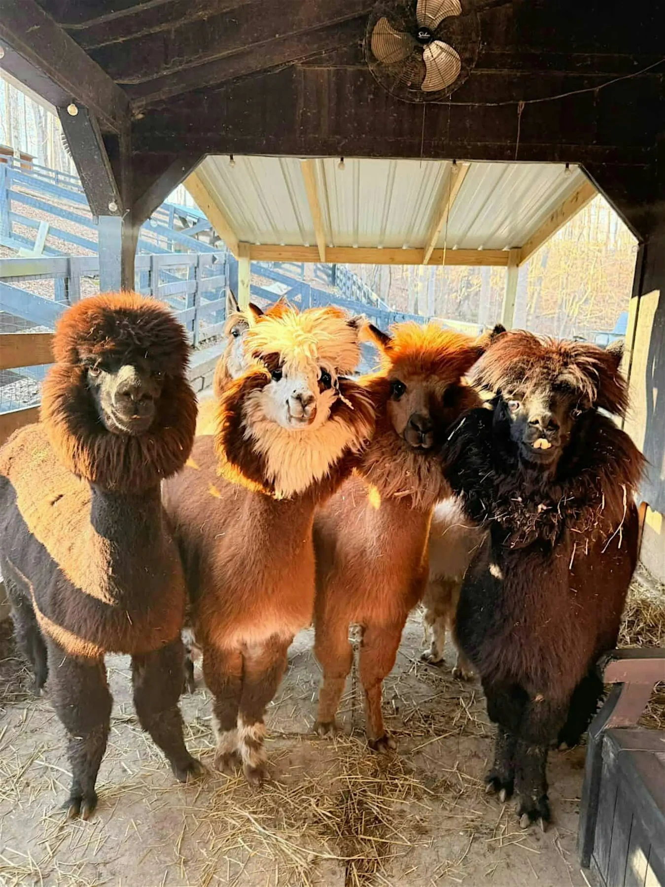Alpacas grazing at Fiber, Feather and Fur Farm in Franklin, Tennessee