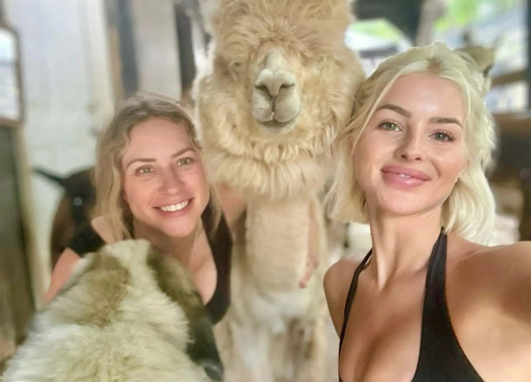 Farm tour scene with animals at Fiber, Feather and Fur Farm