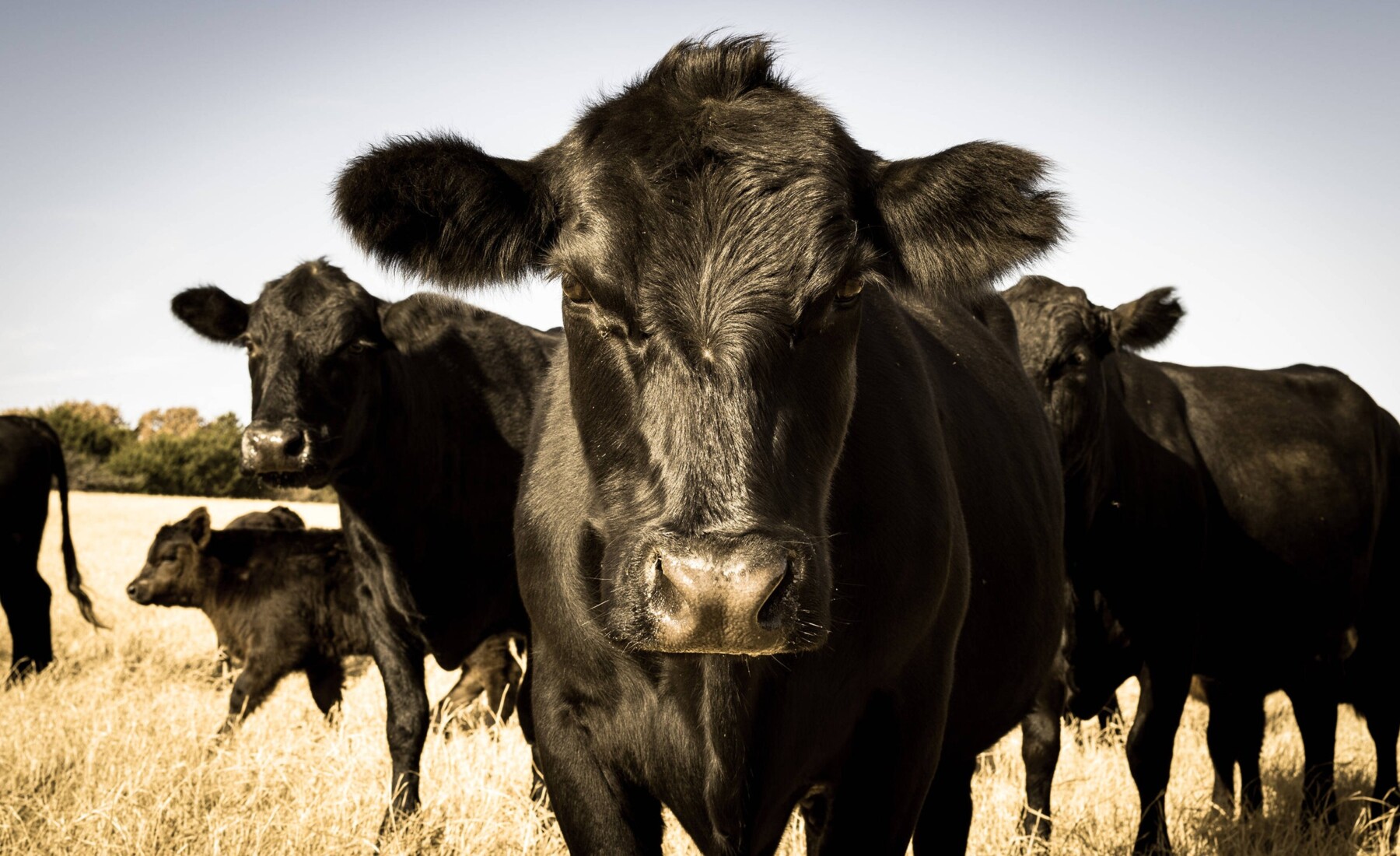Semler Cattle Co Angus and Wagyu herd on 250 acres in Leiper’s Fork, Tennessee